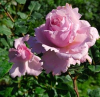 Image 3 of Pre-Order - SOPHIE ROCHAS ROSE