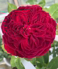 Image 3 of TESS OF THE D’URBERVILLES ROSE (Ausmove) 