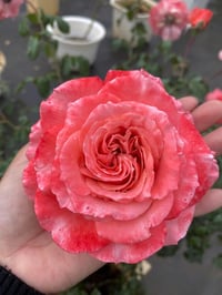 Image 3 of Pre-Order - LAURENT CABROL ROSE