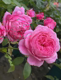 Image 3 of Pre-Order - LADY HEIRLOOM ROSE