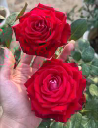 Image 5 of Pre-Order - MONICA BELLUCI ROSE