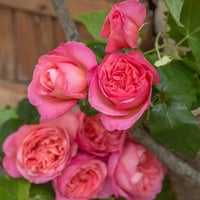 Image 5 of Pre-Order - SWEET MADEMOISELLE ROSE
