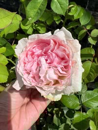 Image 4 of Pre-Order - YVES L'ESPRIT DE FILLE ROSE