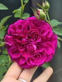 Image 4 of Pre-Order - WILLIAM SHAKESPEARE 2000 ROSE (Ausromeo)