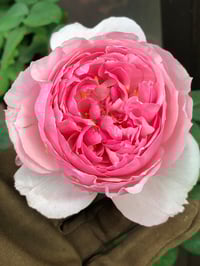 Image 4 of Pre-Order - ECKART WITZIGMANN ROSE