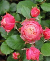 Image 4 of Pre-Order - BICO BABY ROMANTICA CLIMBING ROSE