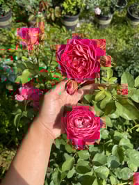 Image 4 of Pre-Order - CENTENAIRE DE I'HAY-LES-ROSES