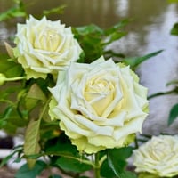 Image 4 of Pre-Order - GREEN ROMANTICA ROSE