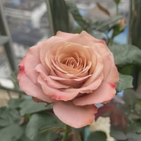 Image 4 of Pre-Order - CAPPUCCINO ROSE