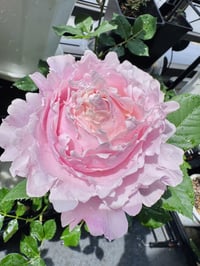 Image 4 of Pre-Order - SOPHIE ROCHAS ROSE