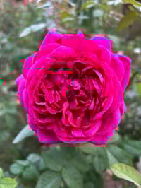 Image 4 of Pre-Order - THE DARK LADY ROSE (Ausbloom)