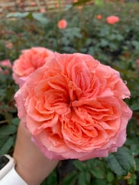 Image 4 of Pre-Order - LONDON EYES ROSE