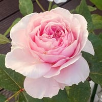 Image 4 of Pre-Order - DE CHERYL ROSE