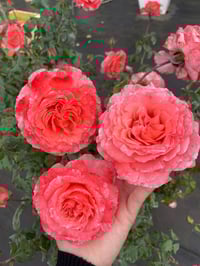 Image 4 of Pre-Order - LAURENT CABROL ROSE