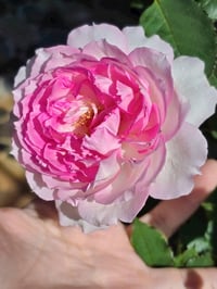 Image 4 of Pre-Order - MARTHA ROSE