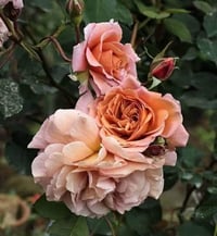 Image 4 of Pre-Order - UTSUSEMI ROSE