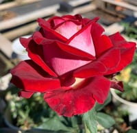 Image 3 of Pre-Order - MONICA BELLUCI ROSE