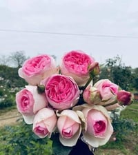 Image 5 of Pre-Order - YVES L'ESPRIT DE FILLE ROSE