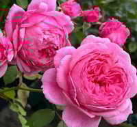 Image 4 of Pre-Order - LADY HEIRLOOM ROSE