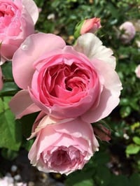 Image 5 of Pre-Order - ECKART WITZIGMANN ROSE