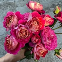 Image 5 of Pre-Order - CENTENAIRE DE I'HAY-LES-ROSES