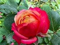 Image 5 of Pre-Order - BICO BABY ROMANTICA CLIMBING ROSE