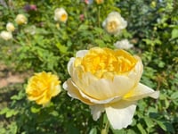 Image 5 of Pre-Order - THE POET’S WIFE ROSE (Auswhirl)