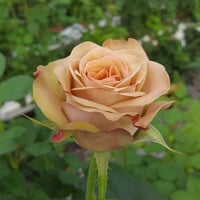 Image 5 of Pre-Order - CAPPUCCINO ROSE