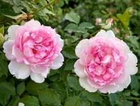 Image 5 of Pre-Order - MARTHA ROSE