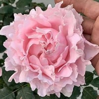 Image 5 of Pre-Order - SOPHIE ROCHAS ROSE