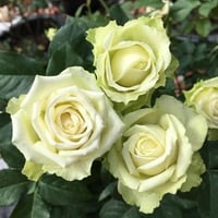 Image 5 of Pre-Order - GREEN ROMANTICA ROSE