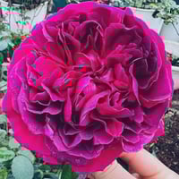 Image 5 of Pre-Order - WILLIAM SHAKESPEARE 2000 ROSE (Ausromeo)