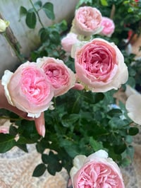 Image 6 of Pre-Order - YVES L'ESPRIT DE FILLE ROSE