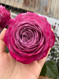 Image 5 of PURPLE PERFUME ROSE 