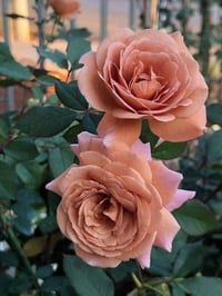 Image 5 of Pre-Order - UTSUSEMI ROSE