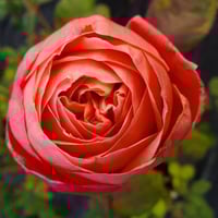 Image 7 of Pre-Order - SWEET MADEMOISELLE ROSE