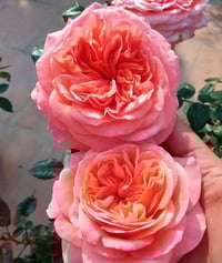 Image 5 of Pre-Order - LONDON EYES ROSE