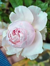 Image 5 of Pre-Order - DE CHERYL ROSE