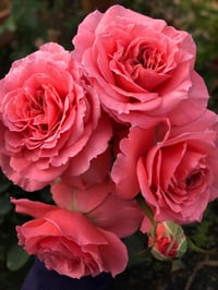 Image 5 of Pre-Order - LAURENT CABROL ROSE