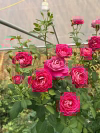 Image 6 of Pre-Order - CENTENAIRE DE I'HAY-LES-ROSES