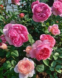 Image 6 of Pre-Order - ECKART WITZIGMANN ROSE