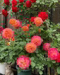Image 6 of Pre-Order - CHALEUR ROSE
