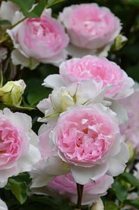 Image 6 of Pre-Order - MARTHA ROSE