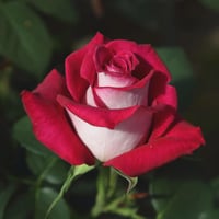 Image 4 of Pre-Order - MONICA BELLUCI ROSE