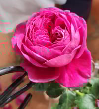Image 5 of Pre-Order - THE DARK LADY ROSE (Ausbloom)
