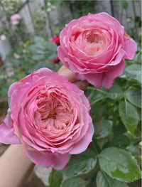 Image 5 of Pre-Order - LADY HEIRLOOM ROSE