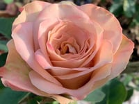 Image 6 of Pre-Order - CAPPUCCINO ROSE