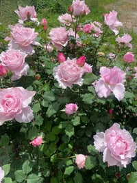 Image 6 of Pre-Order - SOPHIE ROCHAS ROSE