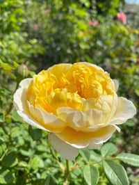 Image 6 of Pre-Order - THE POET’S WIFE ROSE (Auswhirl)