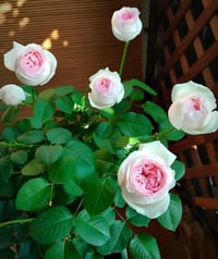 Image 7 of Pre-Order - YVES L'ESPRIT DE FILLE ROSE